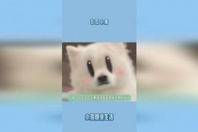 吃瓜娱乐小猫,小猫的吃瓜娱乐日记